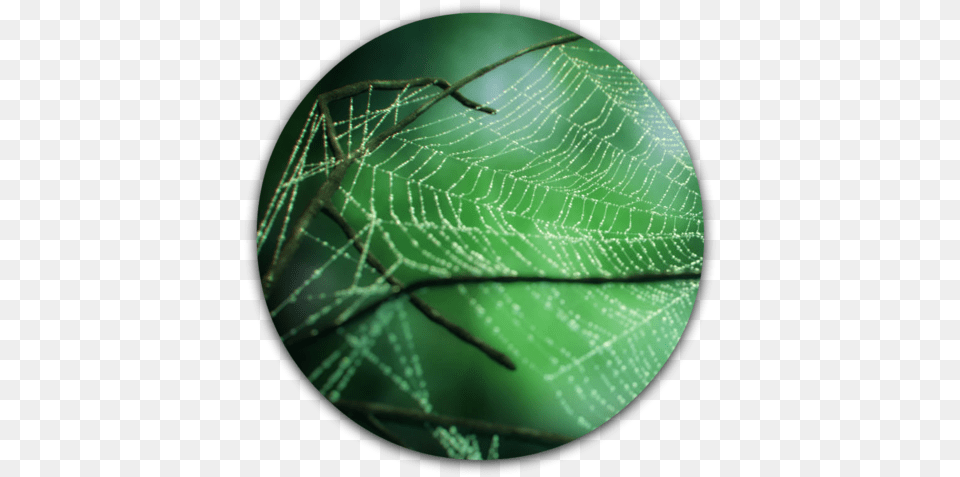 Max Spider Web Transparent Spider Web, Spider Web, Disk Free Png Download