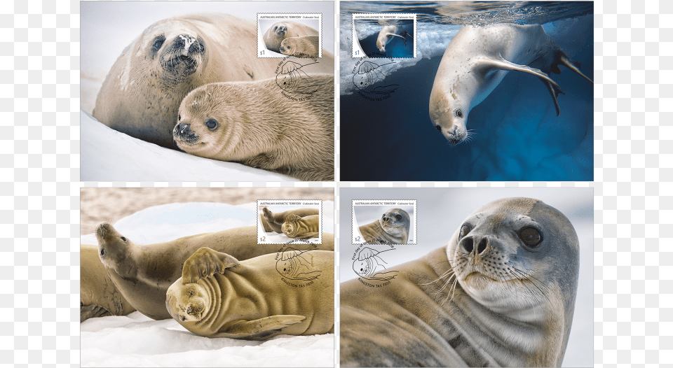 Maxicard Set Maxicard Set Crabeater Seal, Animal, Wildlife, Mammal, Bear Free Transparent Png