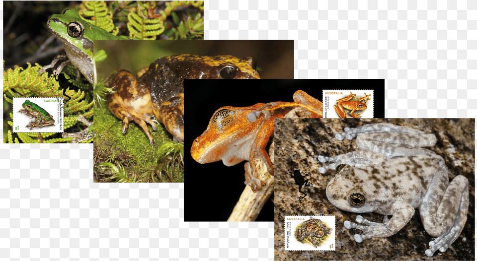 Maxicard Set Maxicard Set Oak Toad, Amphibian, Animal, Frog, Wildlife Png