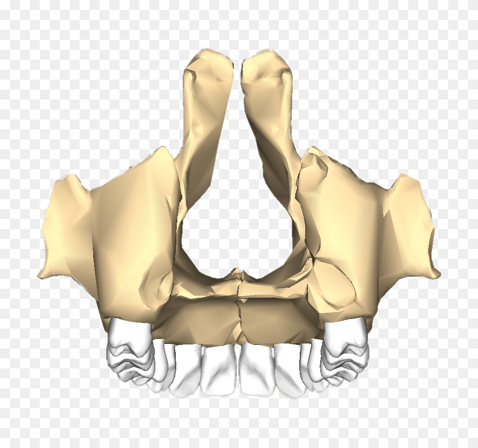 Maxilla Posterior, Blouse, Clothing, Vest, Lifejacket Free Png