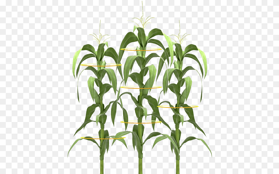 Maximize Yield Potential In Drought Conditions Planta De Maiz, Plant Png Image