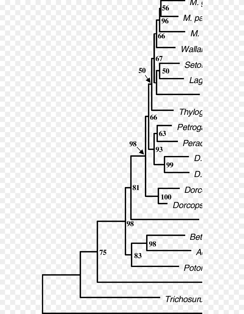 Maximum Likelihood Phylogram Based On The Combined Diagram Free Png Download