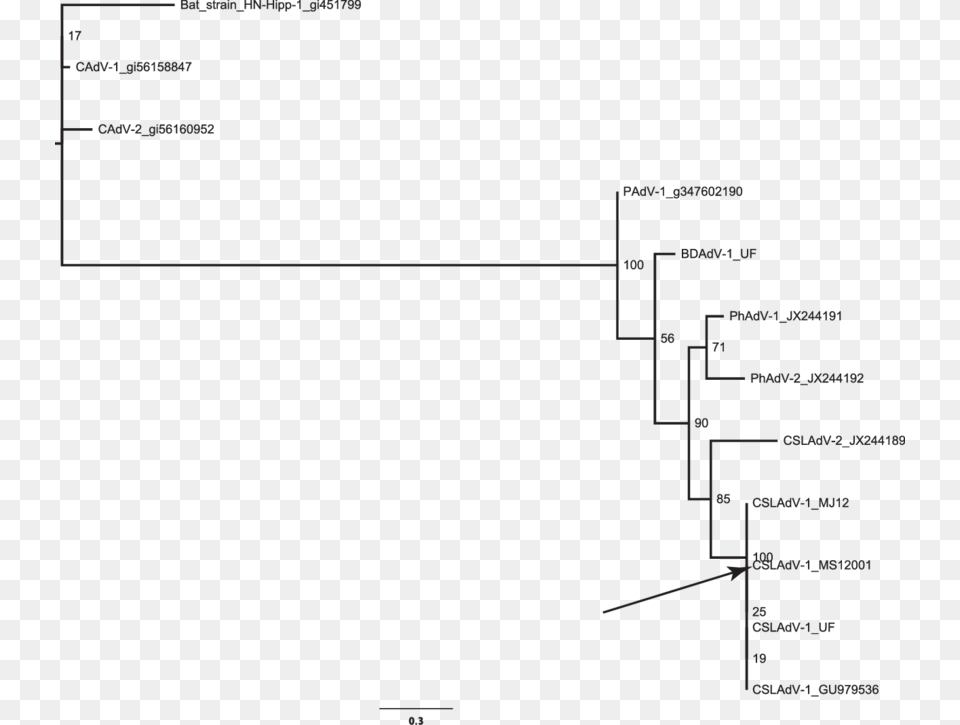 Maximum Likelihood Phylogram Depicting The Relationship Diagram, Uml Diagram Png Image