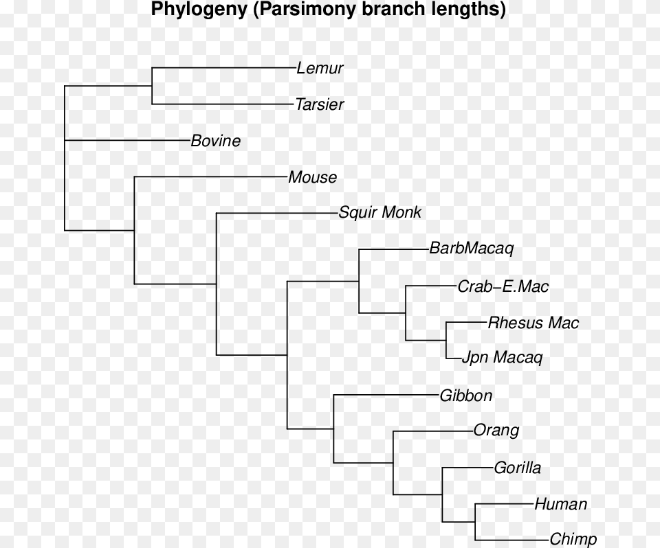 Maximum Parsimony Tree Of Primates, Gray Free Png