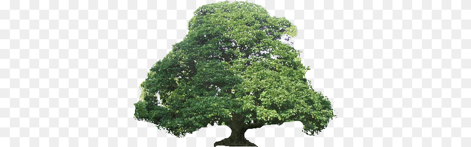 Maximum Tree Height Oak, Plant, Potted Plant, Sycamore Free Png