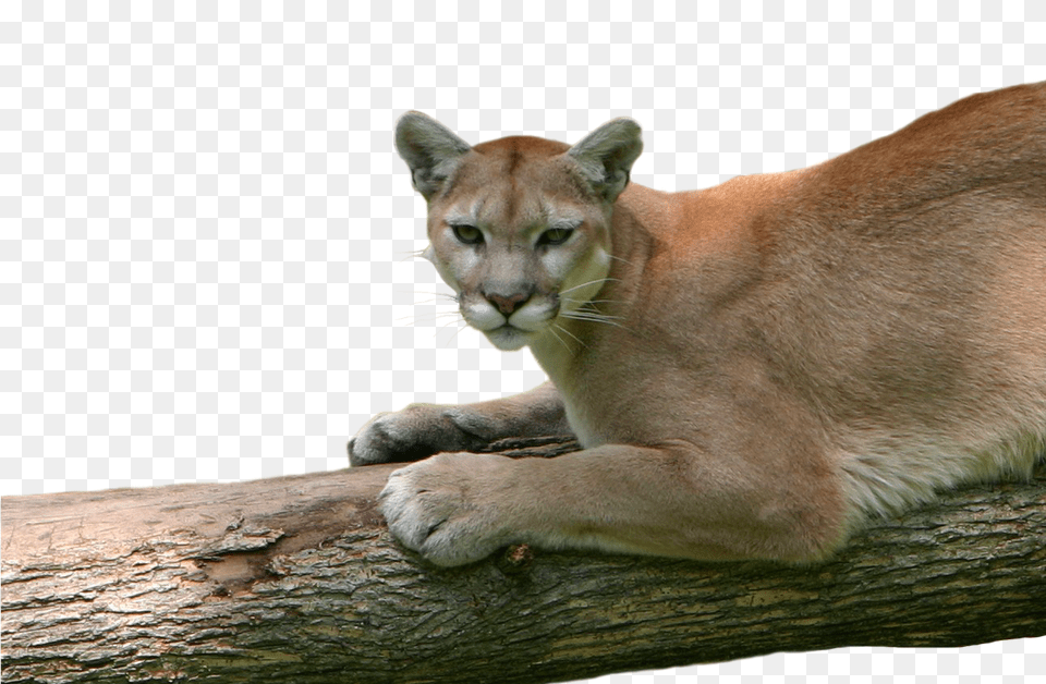 May 20 Cougar, Animal, Lion, Mammal, Wildlife Free Png Download