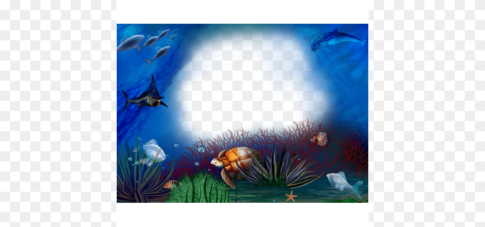 May 2011 Studio Background Psd Free Download, Animal, Sea Life, Water, Fish Png Image