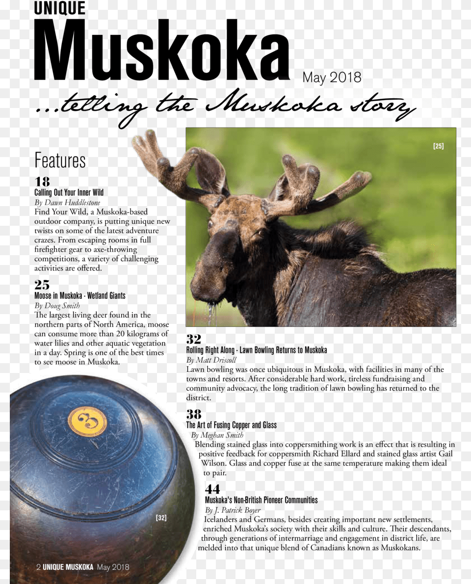 May 2018 Telling The Muskoka Story 25 Features 18 Calling Elk, Animal, Antelope, Mammal, Moose Png Image