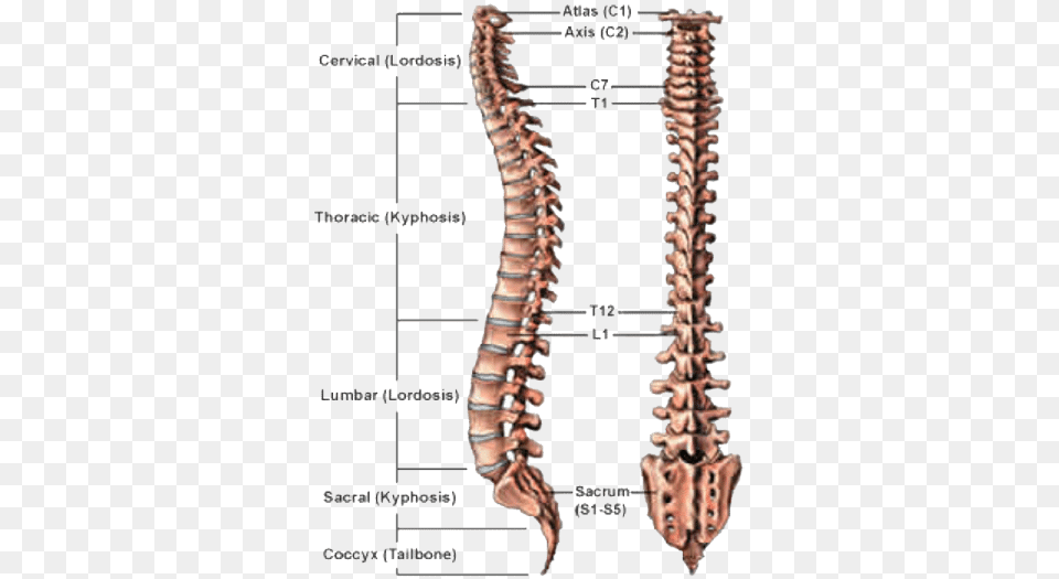May 23 Anatomy Of Spine, Animal, Lizard, Reptile Free Png