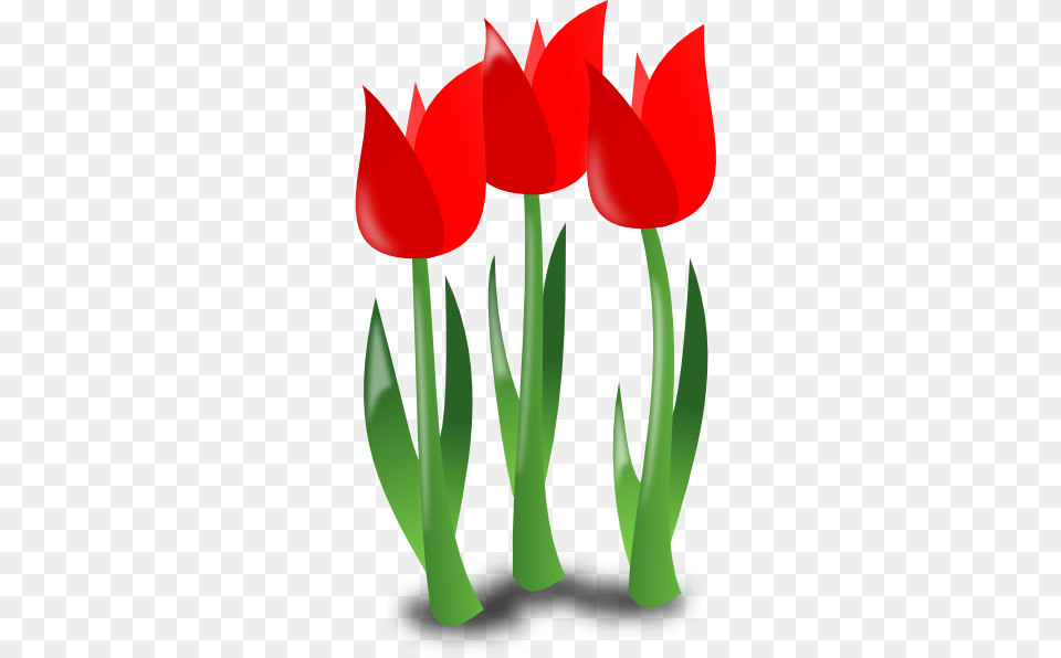 May Clipart, Flower, Plant, Tulip Free Transparent Png