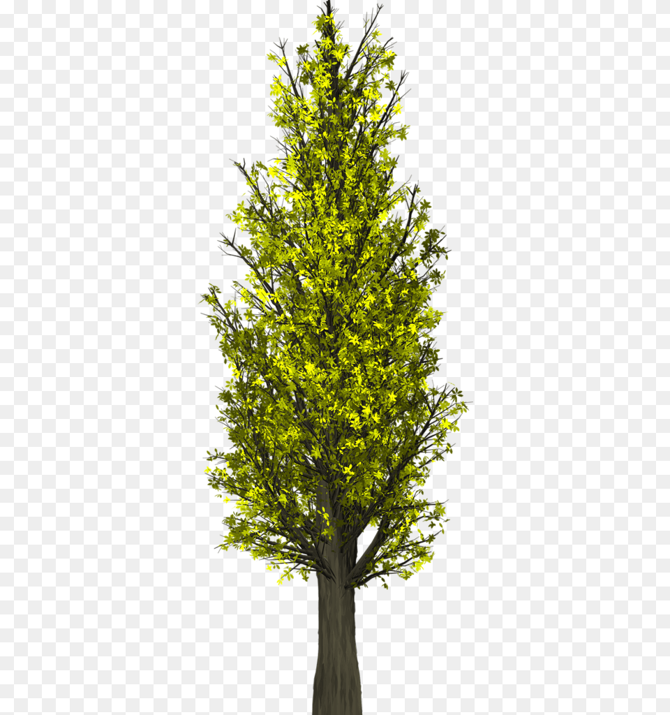 May Nature, Plant, Tree, Tree Trunk, Oak Png Image