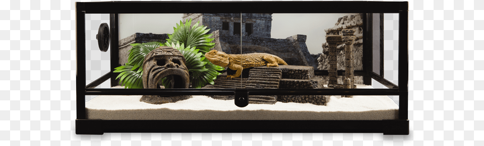 Maya National Geographic Reptile Terrarium, Animal, Lion, Mammal, Wildlife Png Image