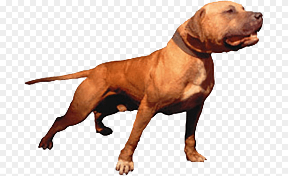 Mayday Mayday Pitbull, Animal, Canine, Dog, Mammal Png Image