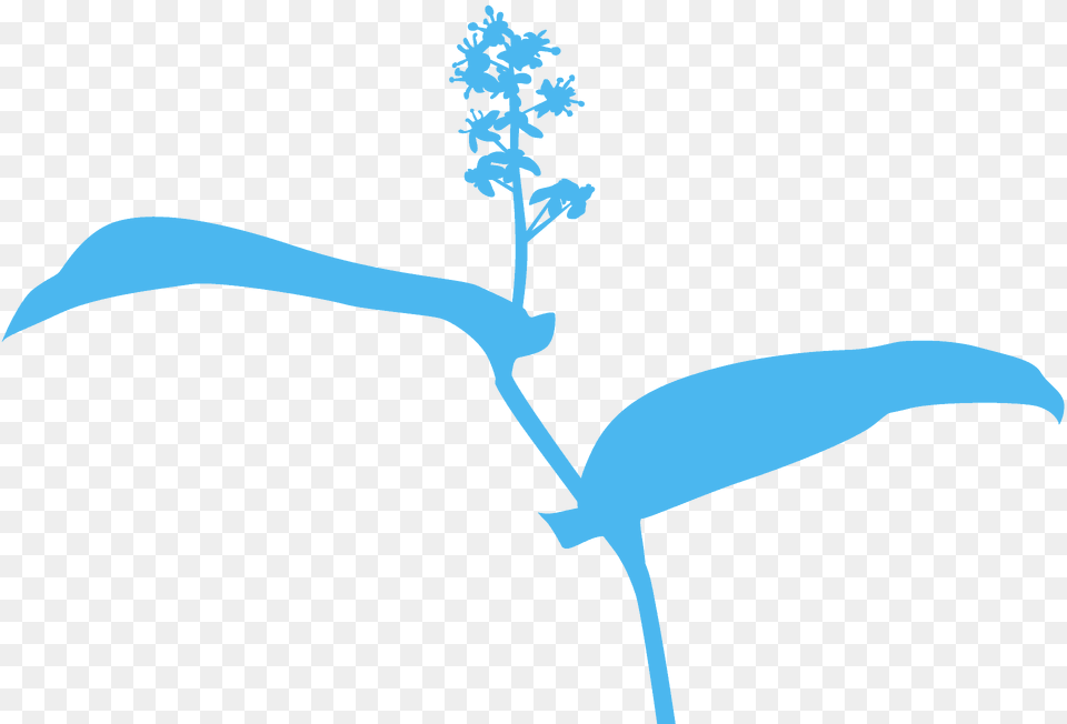 Mayflower Silhouette, Outdoors, Nature, Plant, Tree Free Transparent Png