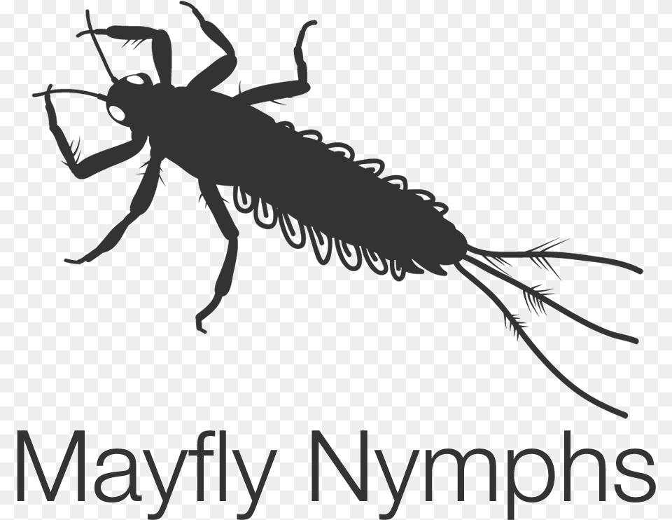 Mayfly Nymphs Net Winged Insects, Animal, Fish, Sea Life, Shark Free Png