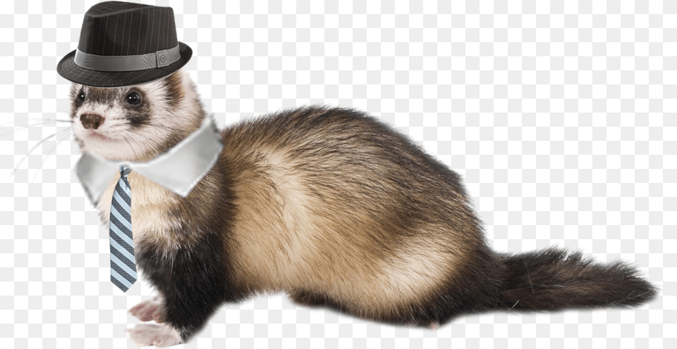 Mayor Weasel Ferret Meme, Animal, Mammal, Rat, Rodent Png Image
