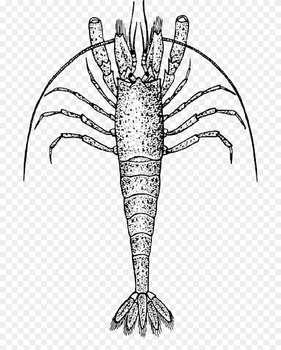 Mb Imagepng Clip Art Zooplankton, Seafood, Food, Animal, Sea Life Png Image