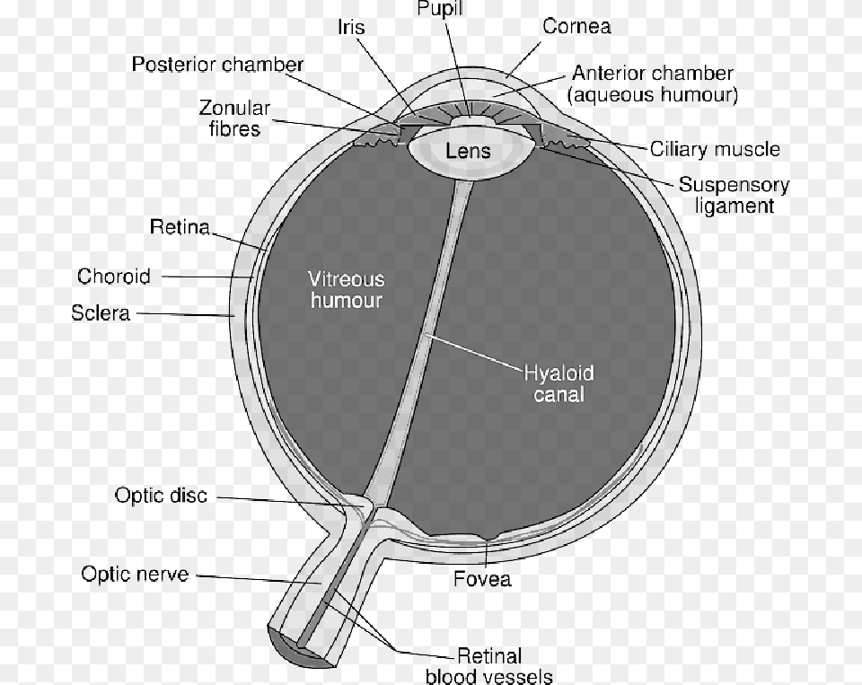 Mb Imagepng Diagram Of The Eye, Racket, Chart, Plot, Ammunition Free Png Download