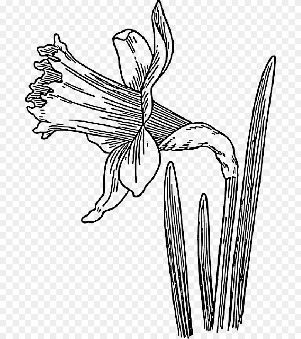 Mb Imagepng Line Drawing Of A Daffodil, Flower, Plant, Person, Art Png