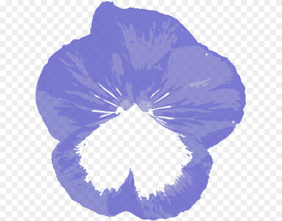 Mb Imagepng Petunia, Flower, Plant, Pansy, Person Free Png Download