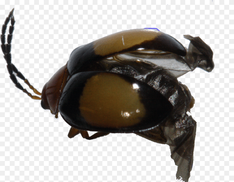 Mb Japanese Rhinoceros Beetle Free Png