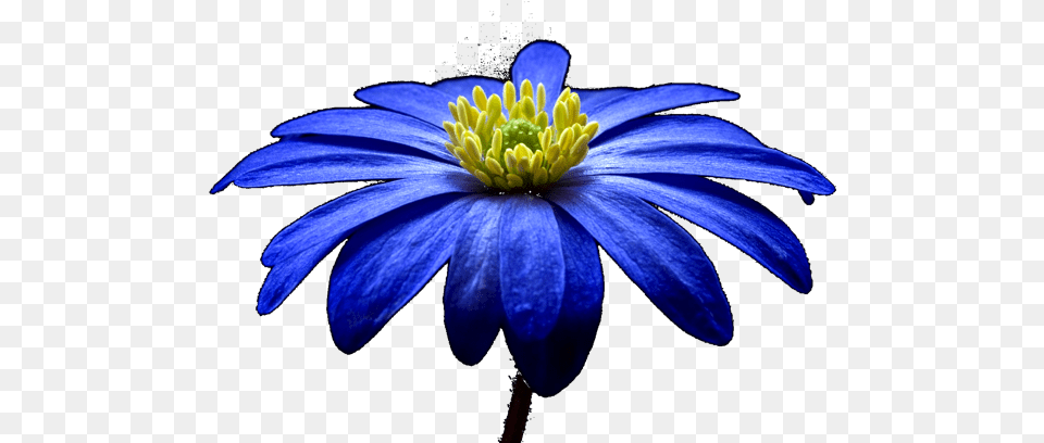 Mcc Balkananemone Georgina Lester Thumbnail Of Flowers, Daisy, Flower, Petal, Plant Free Png
