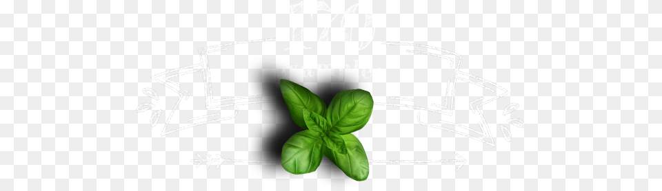 Mchalkboard Fcpx Plugin Sketch, Herbal, Herbs, Mint, Plant Png Image
