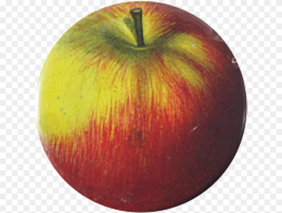 Mcintosh, Apple, Food, Fruit, Plant Free Png Download