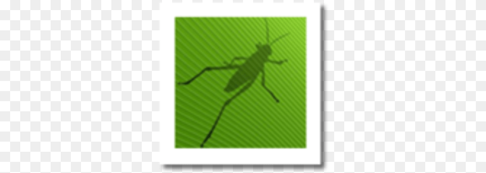 Mcneel Miami On Line Store Grasshopper Rhino, Animal, Cricket Insect, Insect, Invertebrate Free Transparent Png