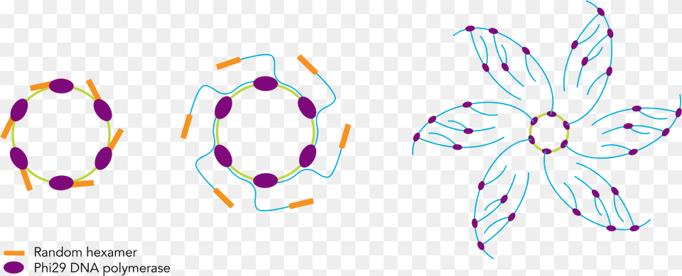 Mcrca Dna Amplification Kit Figure 1 Rolling Circle Amplification Kit, Art, Graphics, Purple, Pattern Free Png Download
