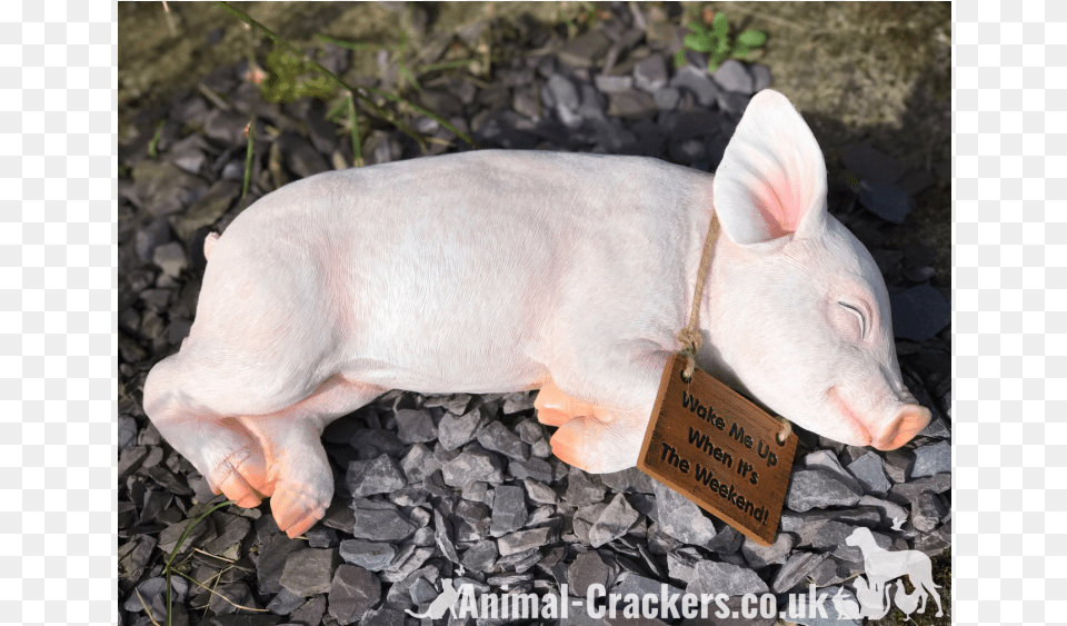 Me Up When It39s The Weekend39 Sign Sleeping Pig Domestic Pig, Animal, Mammal, Hog, Boar Free Png Download