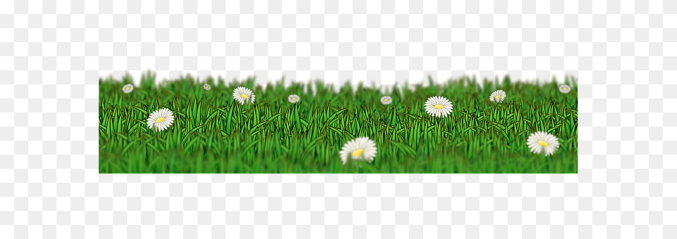 Meadow Daisy, Lawn, Grass, Flower Png