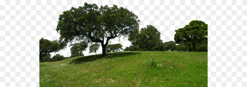 Meadow Countryside, Tree, Rural, Plant Png