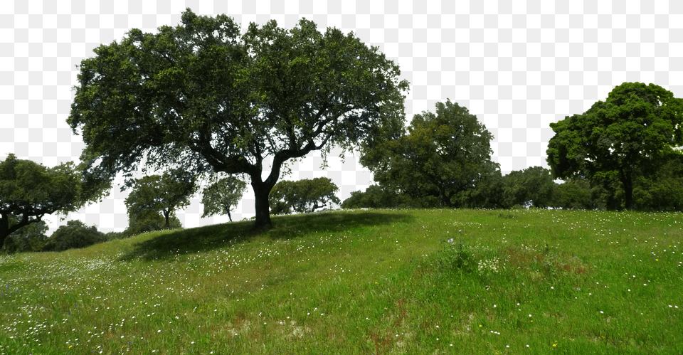 Meadow Countryside, Tree, Rural, Plant Free Transparent Png