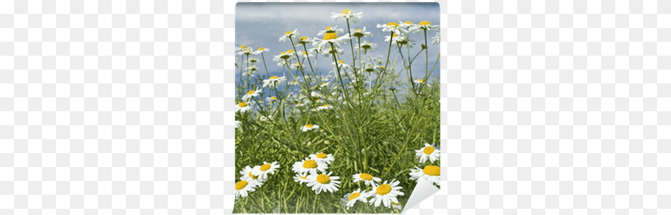 Meadow, Daisy, Flower, Plant Free Png Download