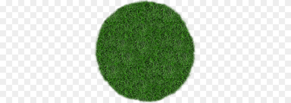 Meadow Grass, Lawn, Moss, Plant Free Transparent Png