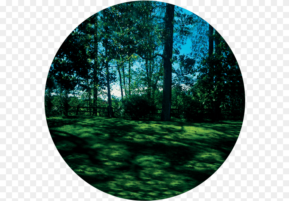 Meadow Apollo Meadow Glass Gobo Cs, Woodland, Vegetation, Tree, Plant Free Png Download