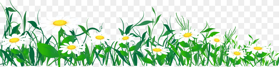 Meadow Daisies Clipart, Daisy, Flower, Plant, Grass Free Png Download