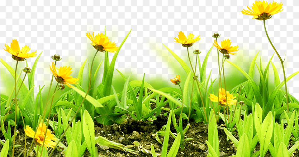 Meadow Flower Sky Grass Flower With Grass, Daisy, Plant, Petal, Nature Free Png