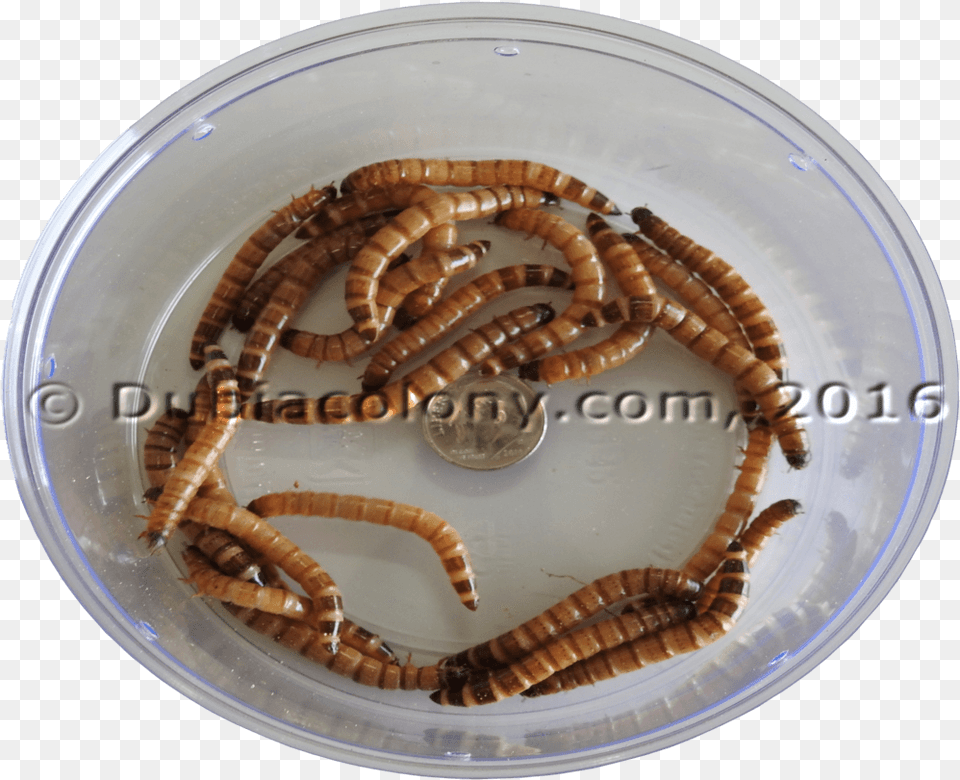 Mealworm, Animal, Invertebrate, Worm, Plate Free Png