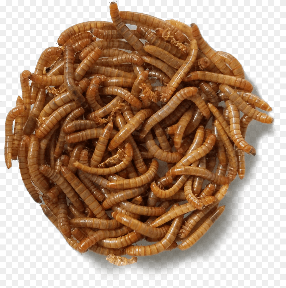 Mealworms, Animal, Invertebrate, Worm, Insect Free Transparent Png