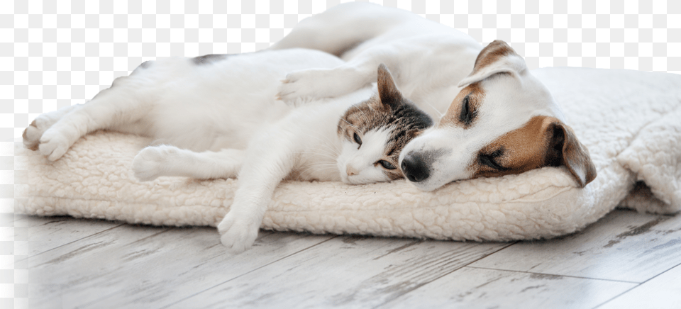 Mean Dog Dog And Cat Cuddling On Bed Relationship Between Cats And Dog, Blanket, Animal, Mammal, Pet Png