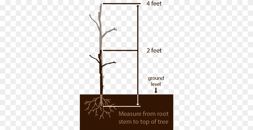 Measure Plant Trees Portable Network Graphics, Root, Grass Free Png