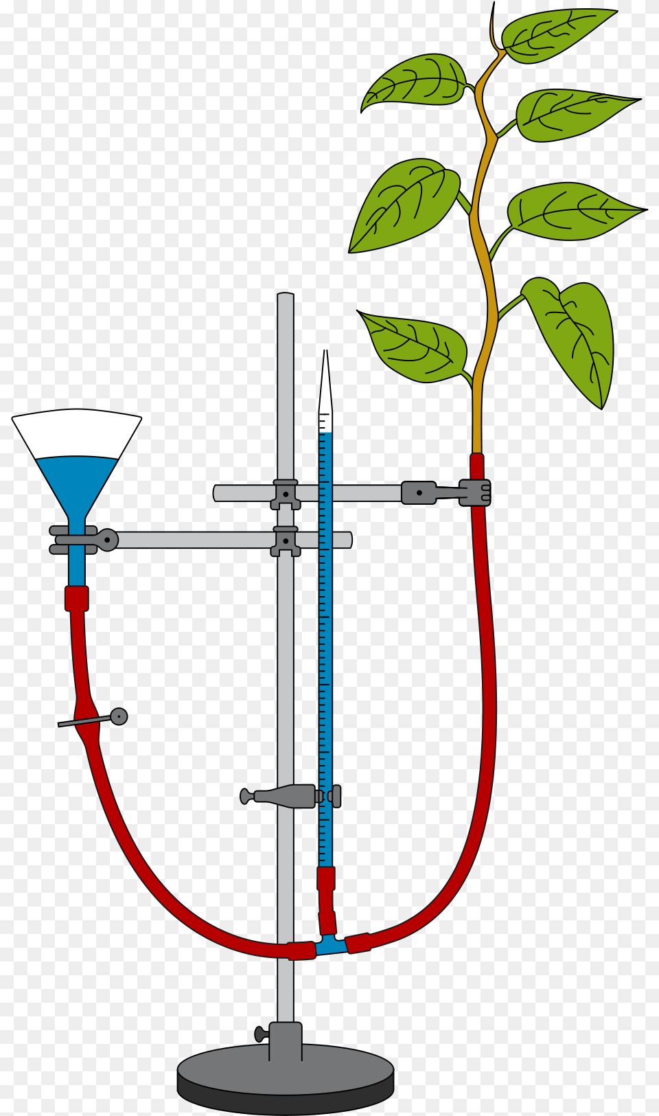 Measurement Of Transpiration With A Potometer Transpiration Potometer, Plant, Potted Plant, Leaf Free Png Download