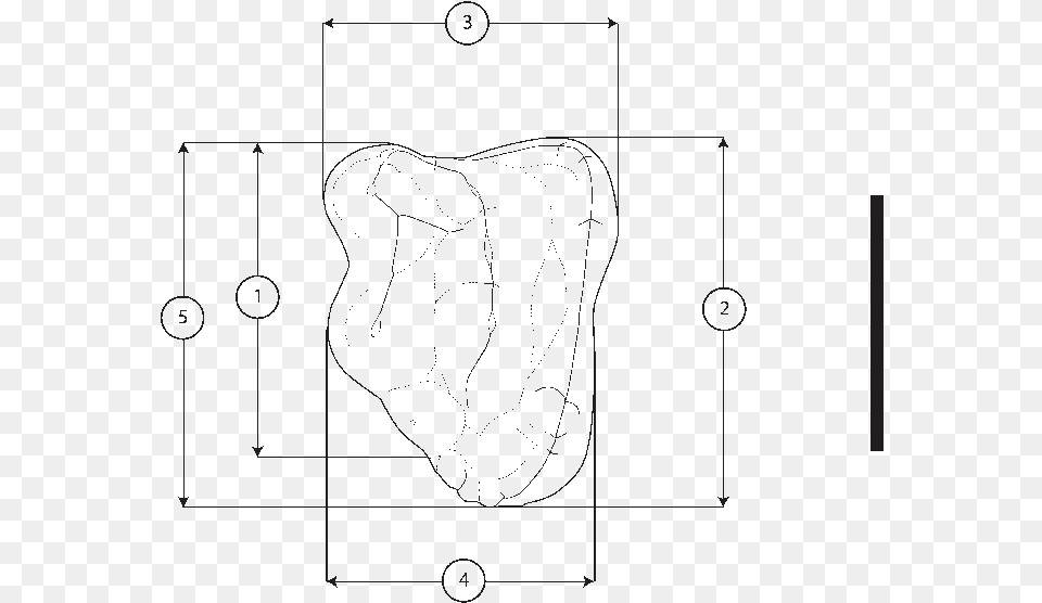 Measurements On The Upper Molar Diagram, Clothing, Coat Free Transparent Png
