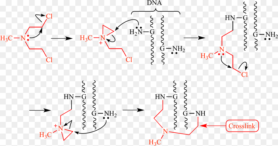 Mechanism By Which Mechlorethamine Forms A Crosslink Mechanism Of Action Of Chlormethine Png