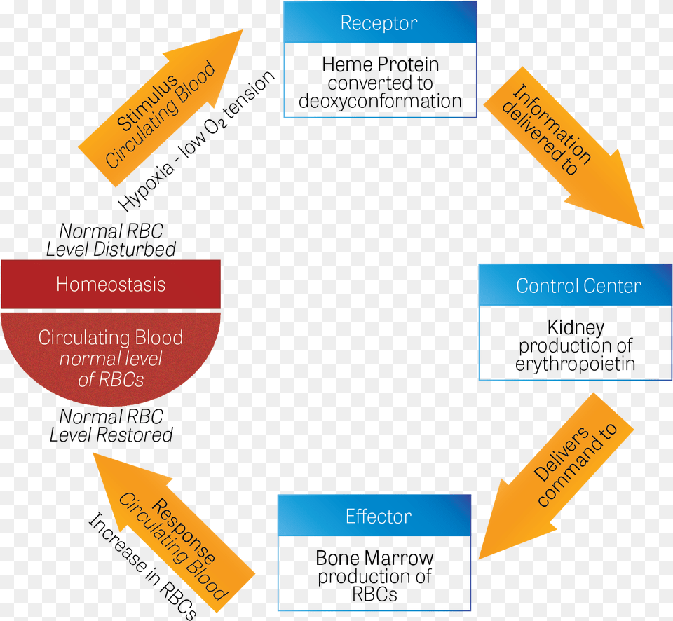 Mechanism For Maintaining Homeostasis, Text, Paper Free Png