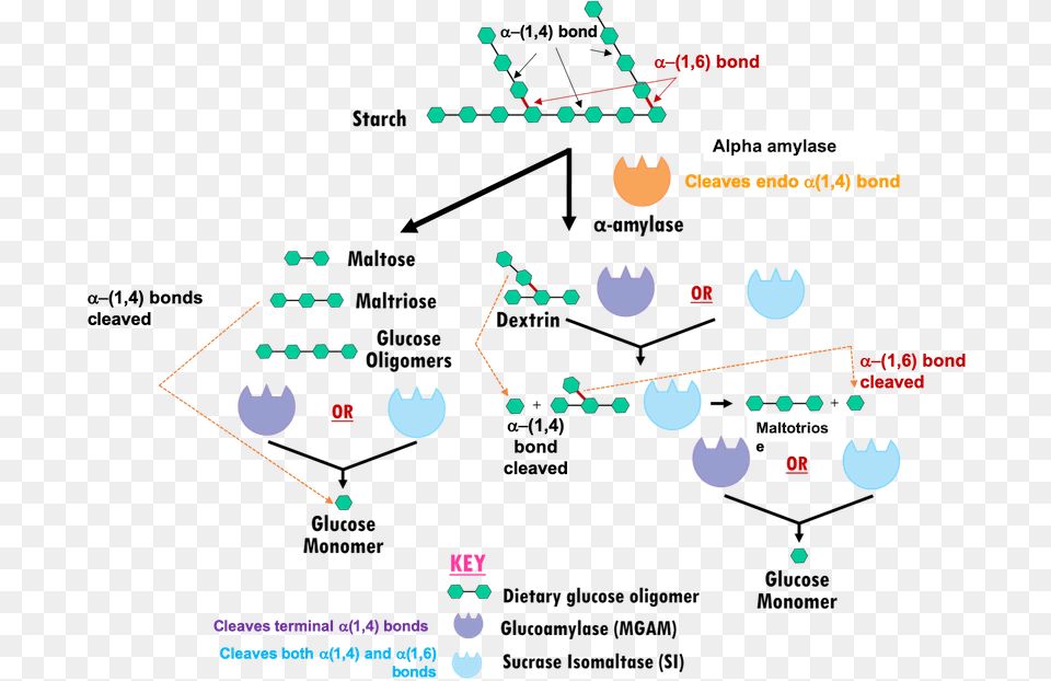 Mechanism Of Action Of Alpha Amylase, Nature, Night, Outdoors, Astronomy Free Transparent Png