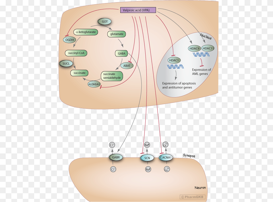 Mechanism Of Action Of Valproate, Diagram, Uml Diagram Png Image