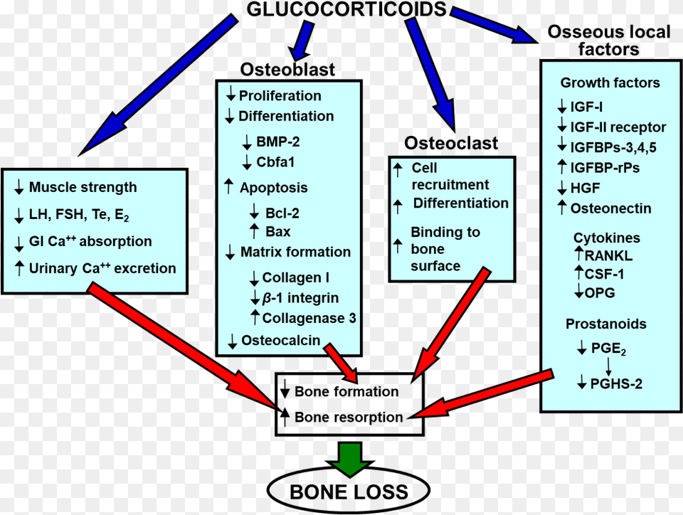 Mechanism Of Steroid Induced Osteoporosis, Diagram, Uml Diagram Free Png